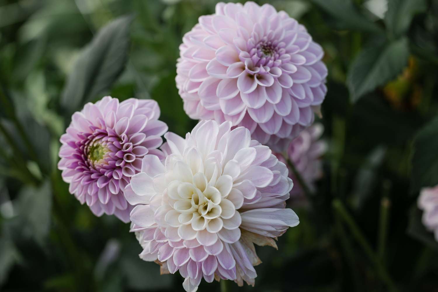 Daalia 'Pink Silk'